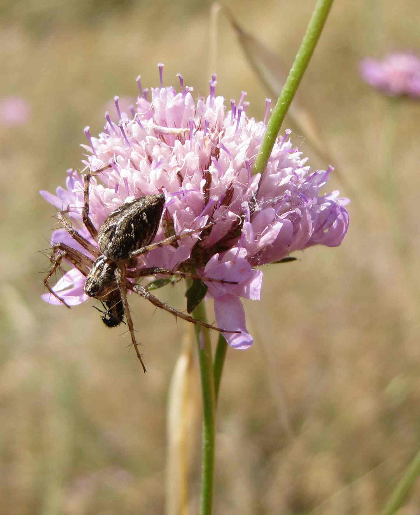 Oxyopes sp.